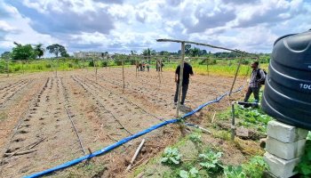 Drip irrigation at smart irrigation project in Ghana