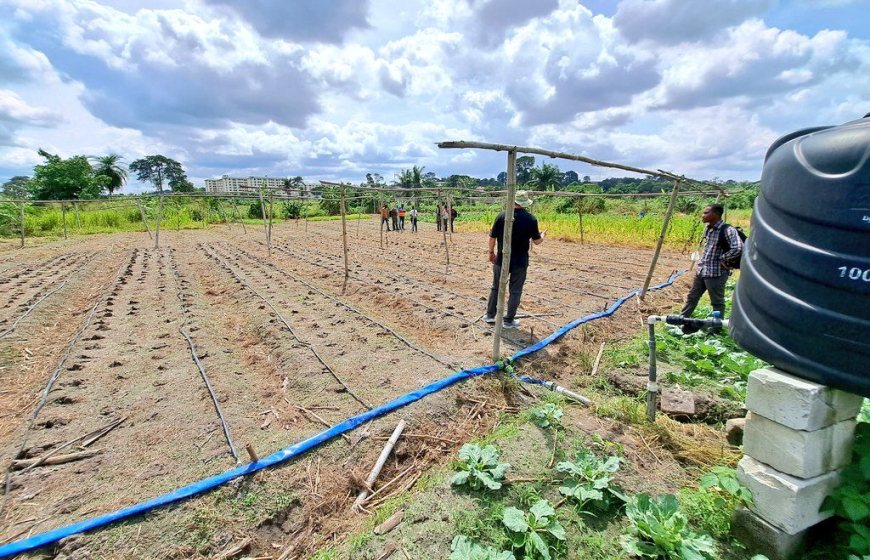 Drip irrigation at smart irrigation project in Ghana
