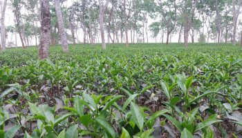 Bangladesh plantation