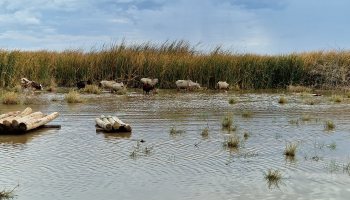 Saline-Agriculture-Kenya3