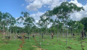 Planting a variety of seedlings to optimize ecology and biomass production