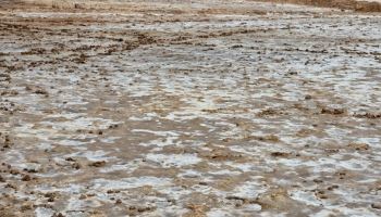 Salinity