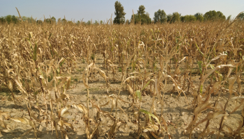 Drought