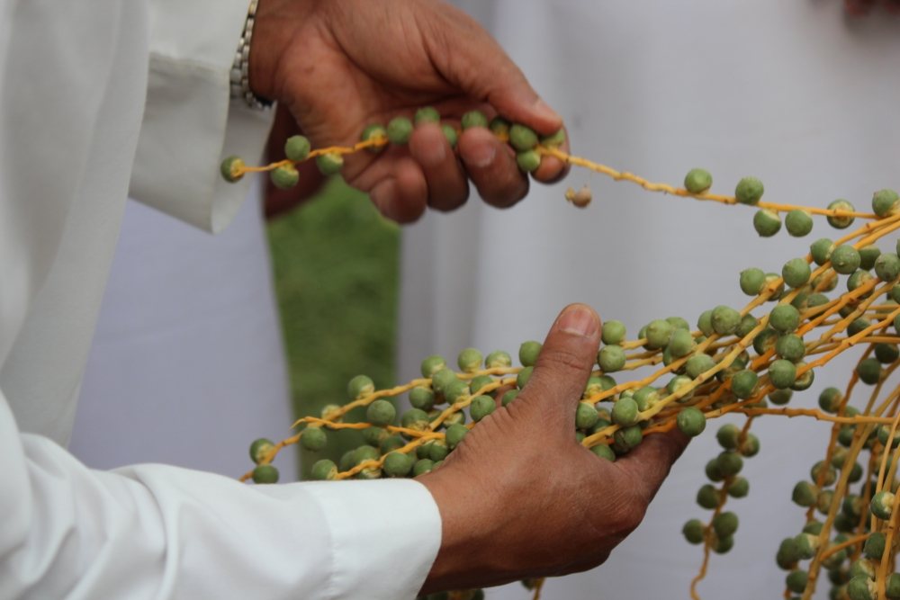 Dates farming