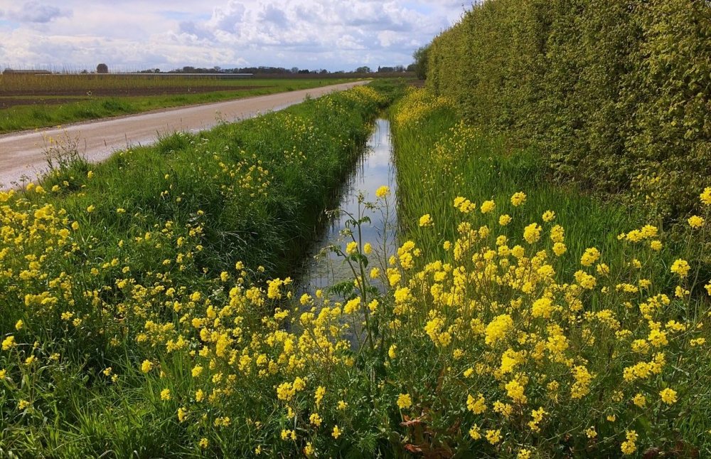 Flowering plants near waterway