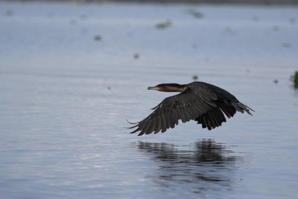 Bird over water Kenya