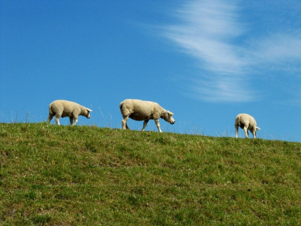 Sheep on dyke