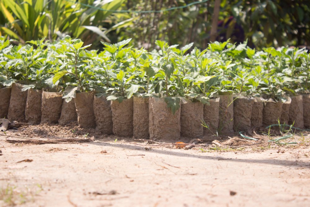 Seedlings in Bangladesh