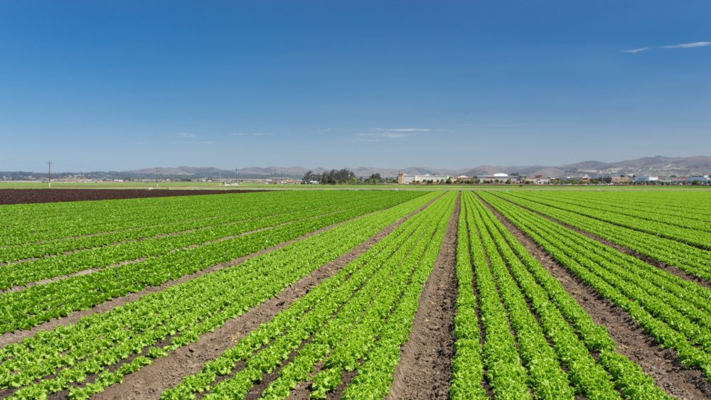 Field full of crops in Murcia