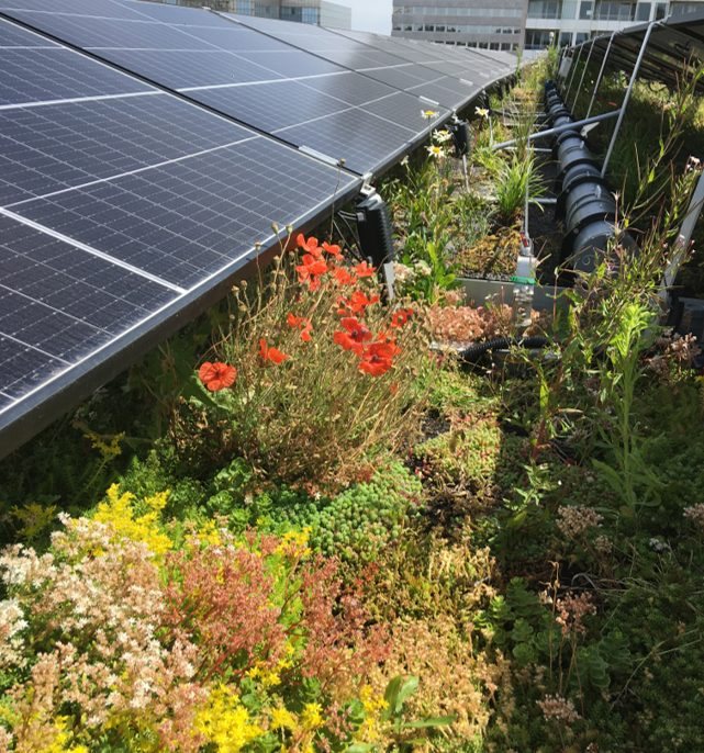 Roof with plants and solar panels