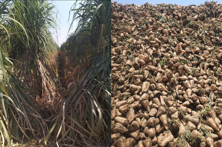 Sugar cane and sugar beet production in Egypt