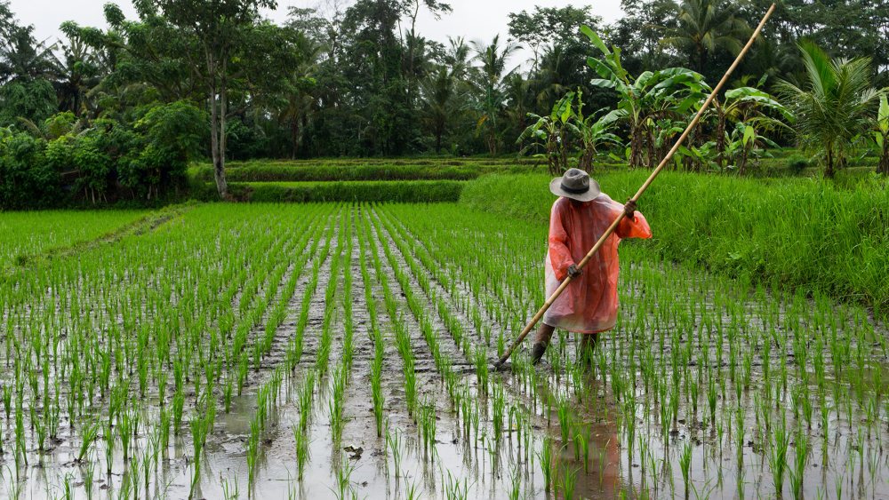 Man holding bamboo stick on rice field during a rainy day in Ubud Indonesia. Photo: Unsplash