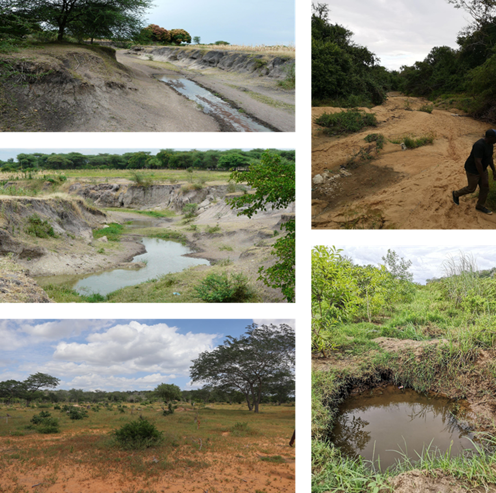 Photos showing starting conditions. Vegetation loss. Impoverished bushland. Arid, degraded and bare lands. Salinisation. Soil compacting. Stunted trees. Overgrazing and waterlogging