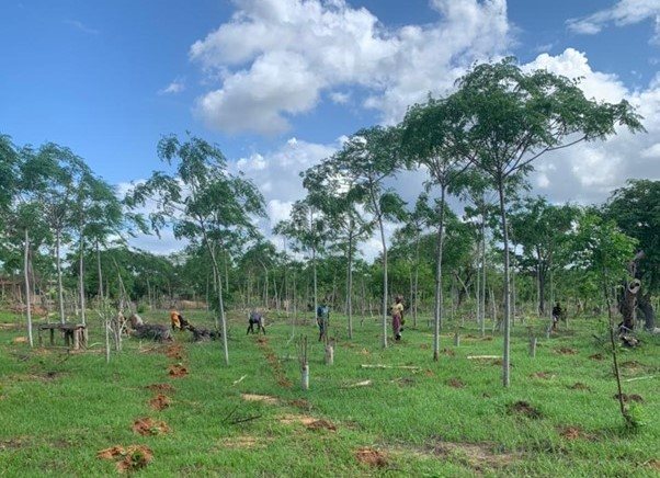 Planting a variety of seedlings to optimize ecology and biomass production