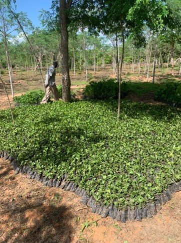 Seedling production at the location