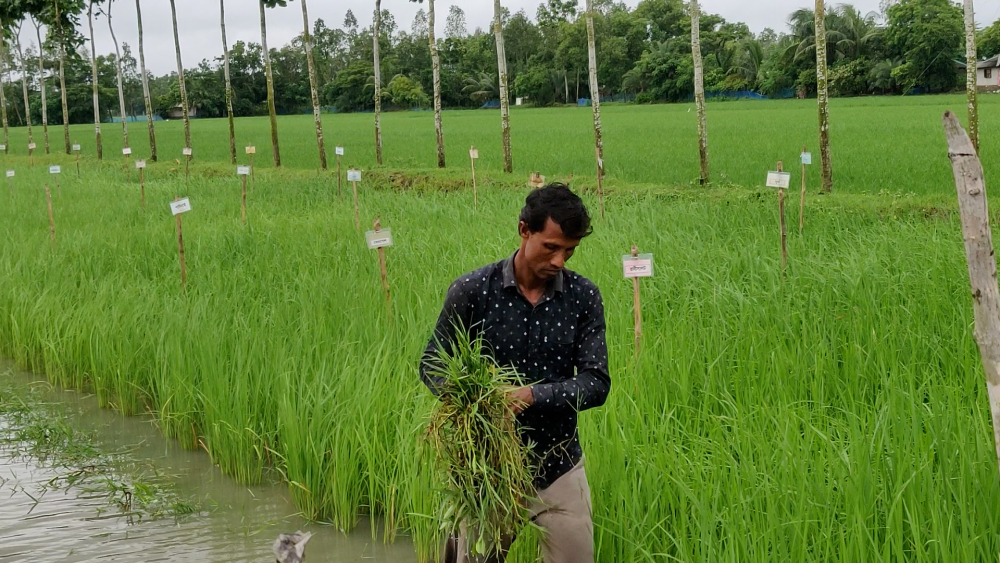 Salinity seed money project in Bangladesh