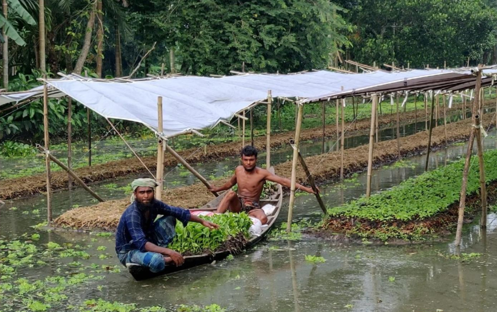 Resilient roots_Bangladesh