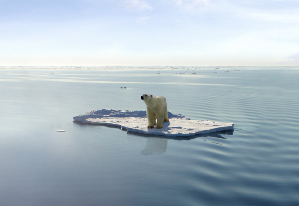 The last polarbear. Source: Bigstockphoto