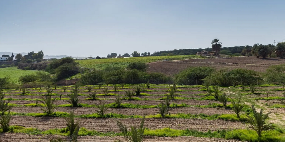 Regenerative farming and digital tools for salinity control in Egypt, Iraq, and Jordan