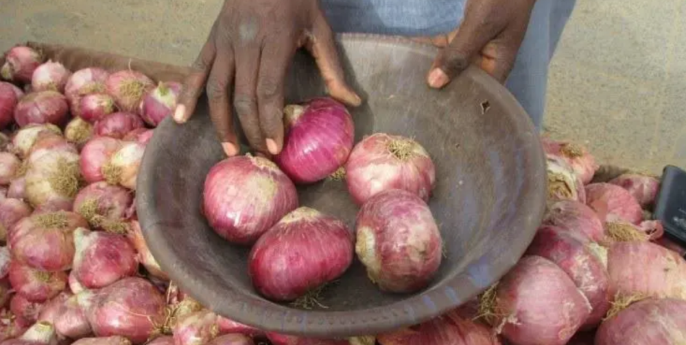 Strengthening the onion value chain in Senegal