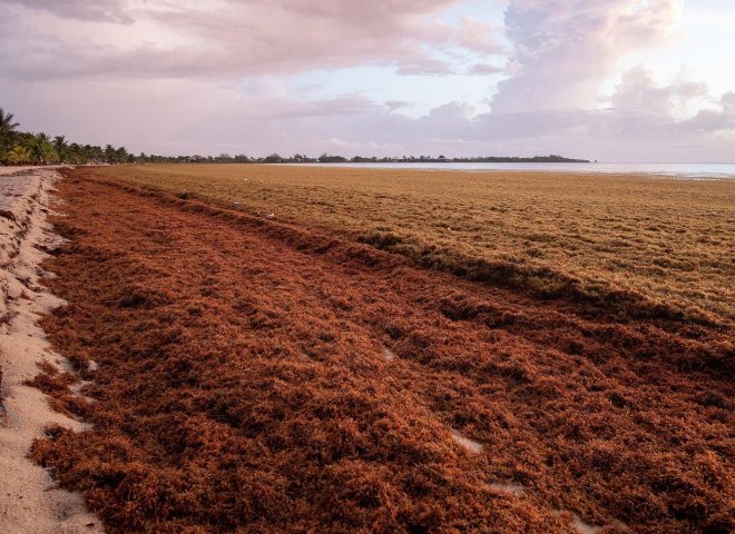 Beach affected by Sargassum