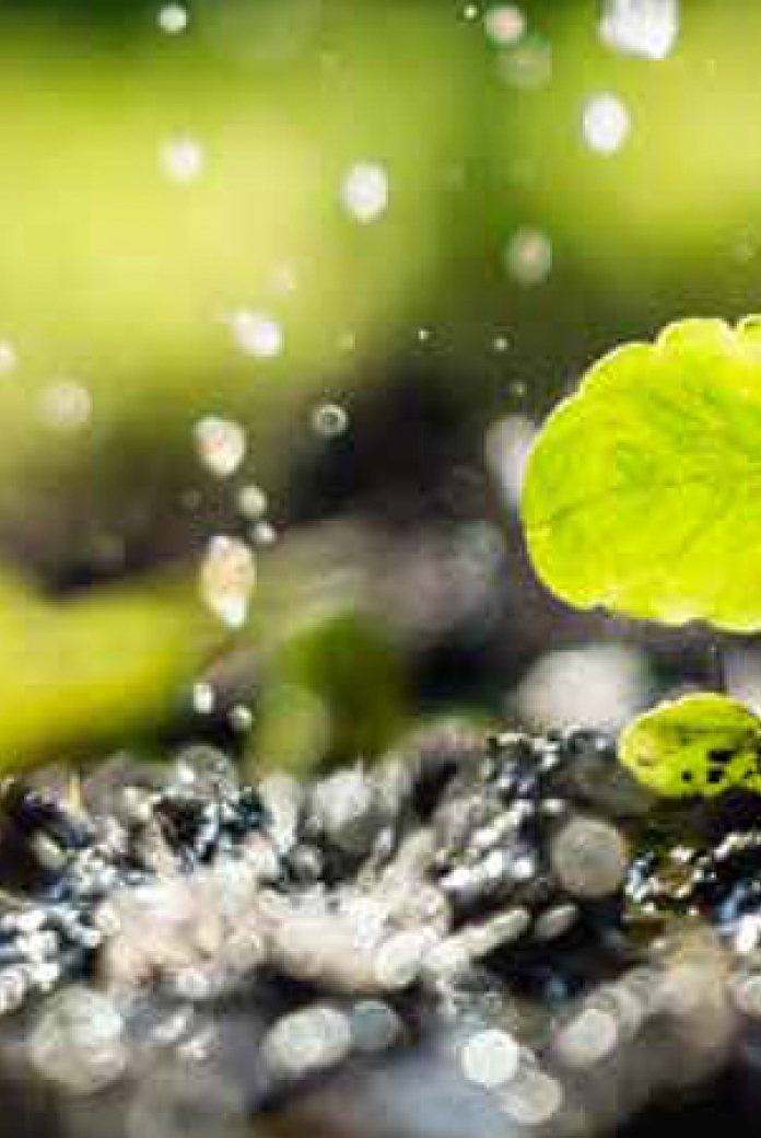 Photo of the webinar on Water in Horticulture