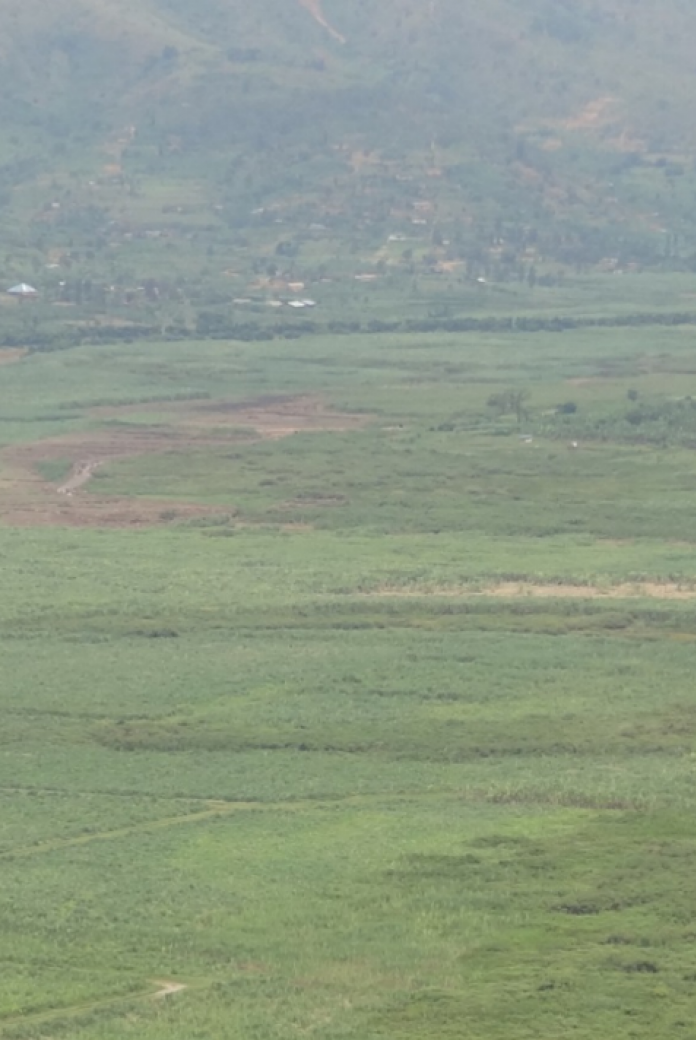 Photo of marshlands in Rwanda, related to the public private partnership Sugar Make It Work project, coordinated by Techforce.