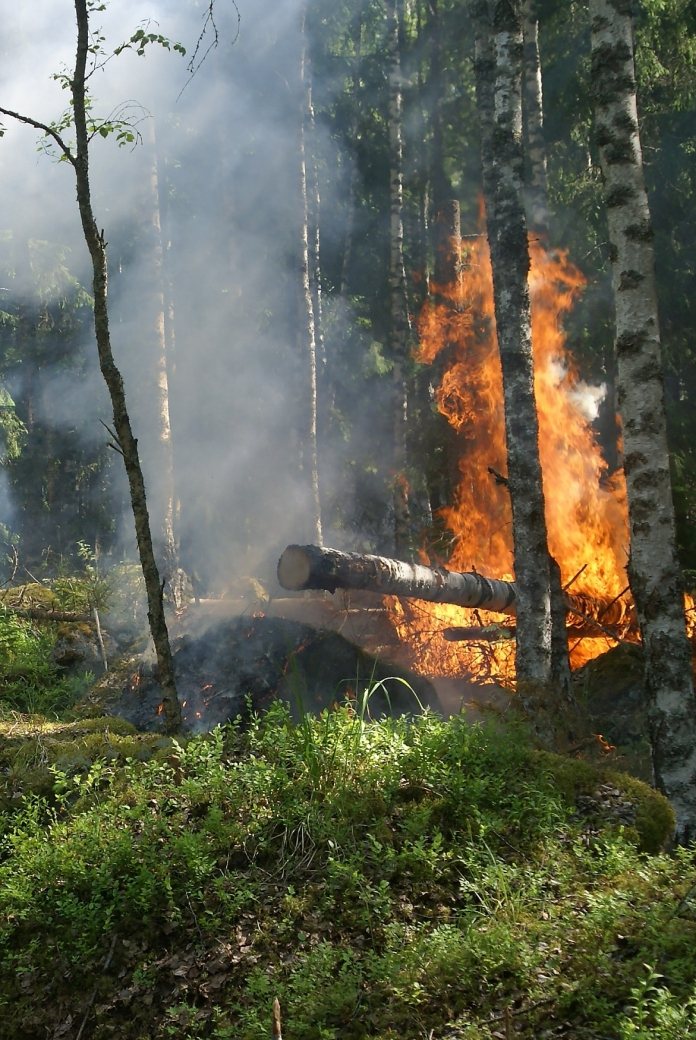 Forest fire