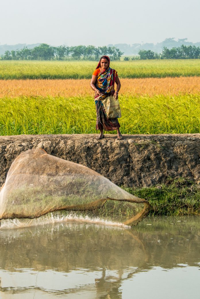 Fishing woman in Bangladesh throwing out her net in the river with farmfield in the background