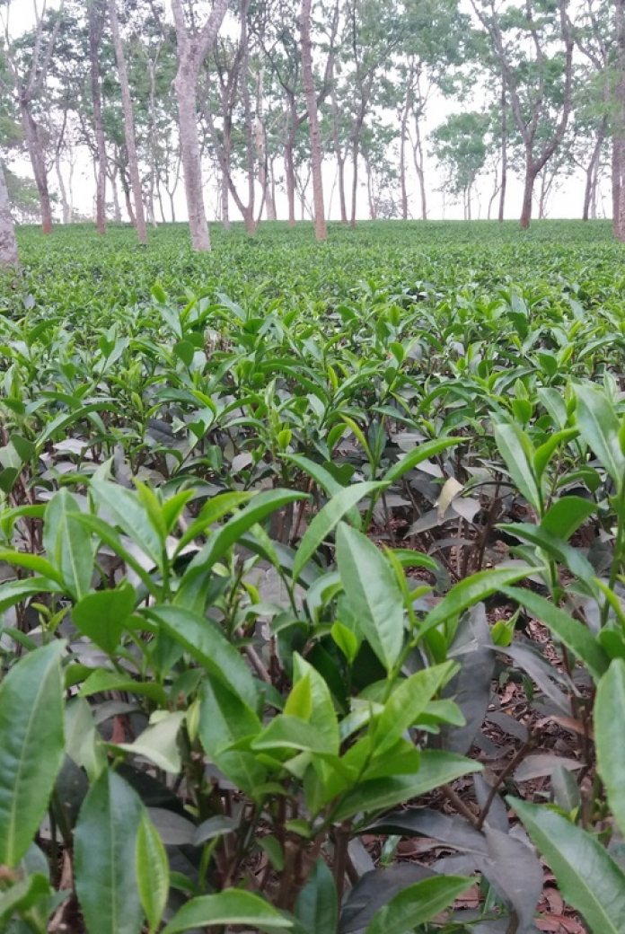 Bangladesh plantation