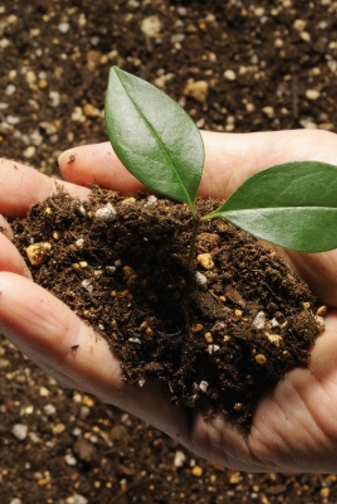 Hand with plant and soil