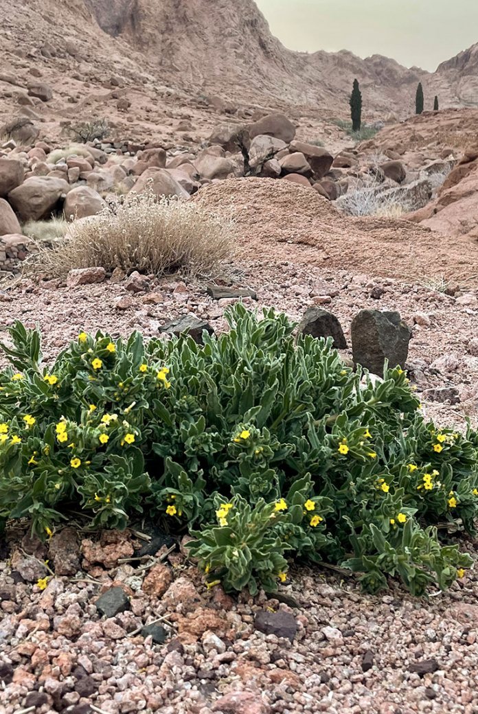 Photo of some vegetation in Sinai Desert. Fanack Water, Ruben Vermeer.