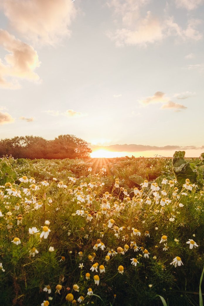 Photo of daisies in a park