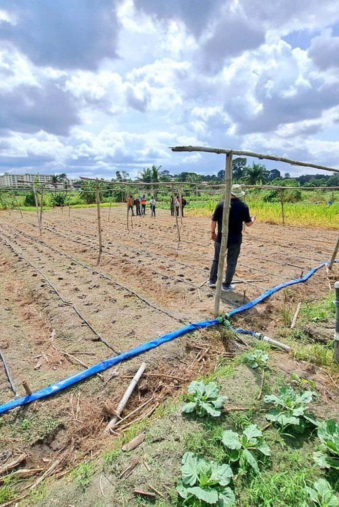 Drip irrigation at smart irrigation project in Ghana