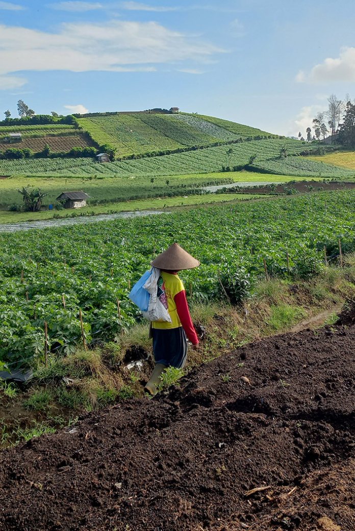 Image of a cultivated land in Kaliguwa, Indonesia.