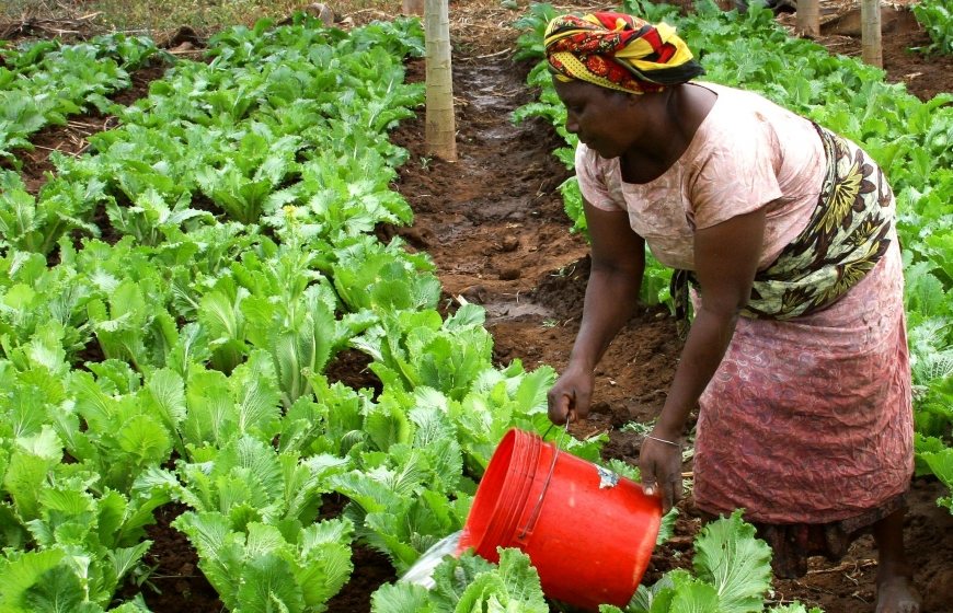 Watering crops