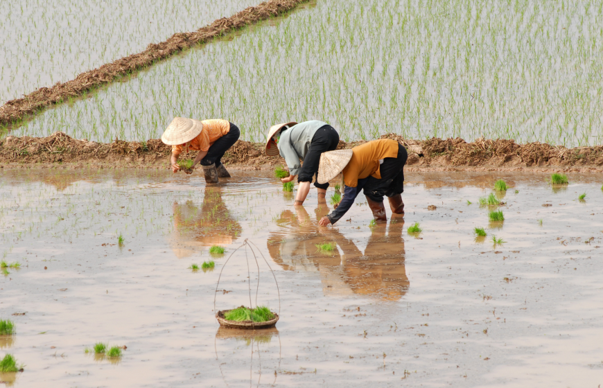 Rice fields in Vietnam