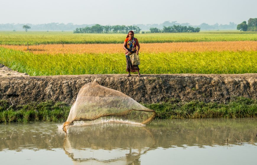 Fishing woman in Bangladesh throwing out her net in the river with farmfield in the background