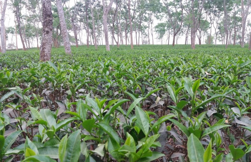 Bangladesh plantation