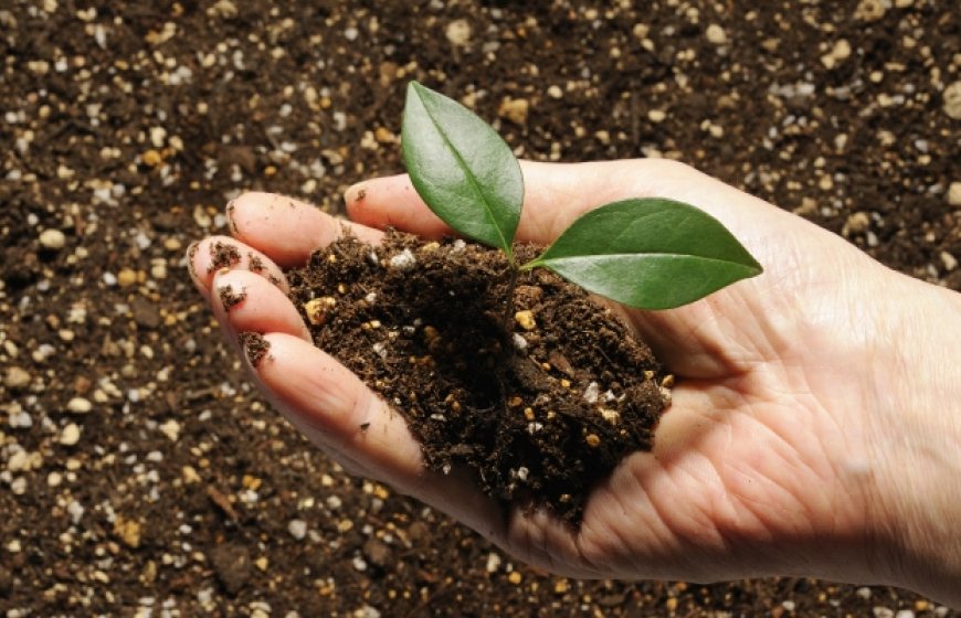 Hand with plant and soil