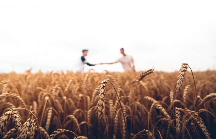 Wheat field