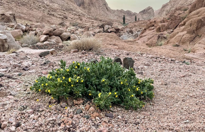 Photo of some vegetation in Sinai Desert. Fanack Water, Ruben Vermeer.