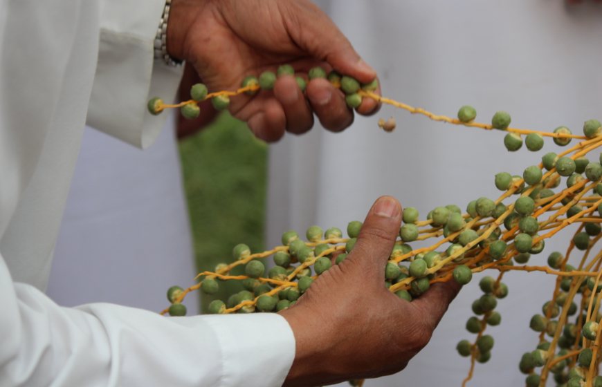 Date production in Middle East