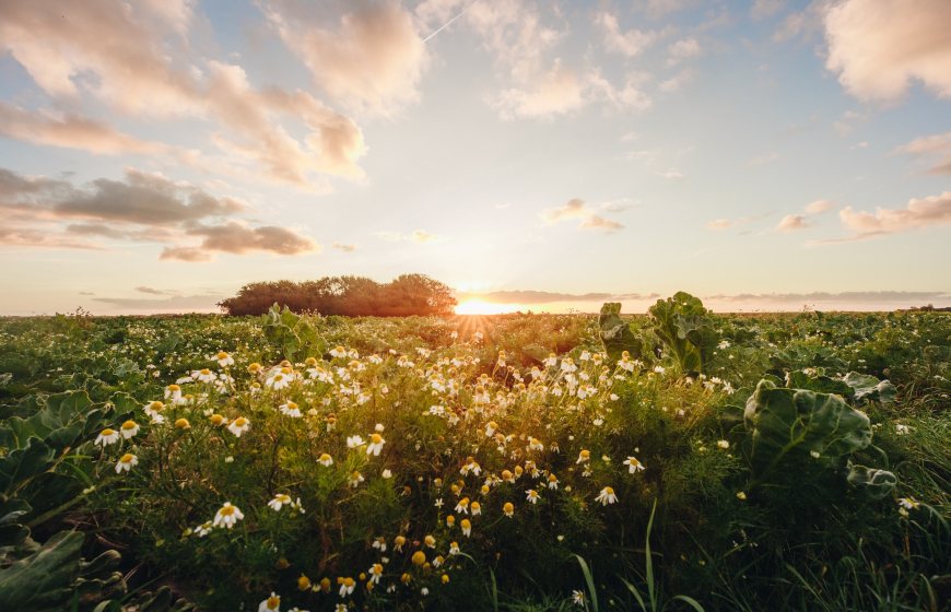 Agricultural field