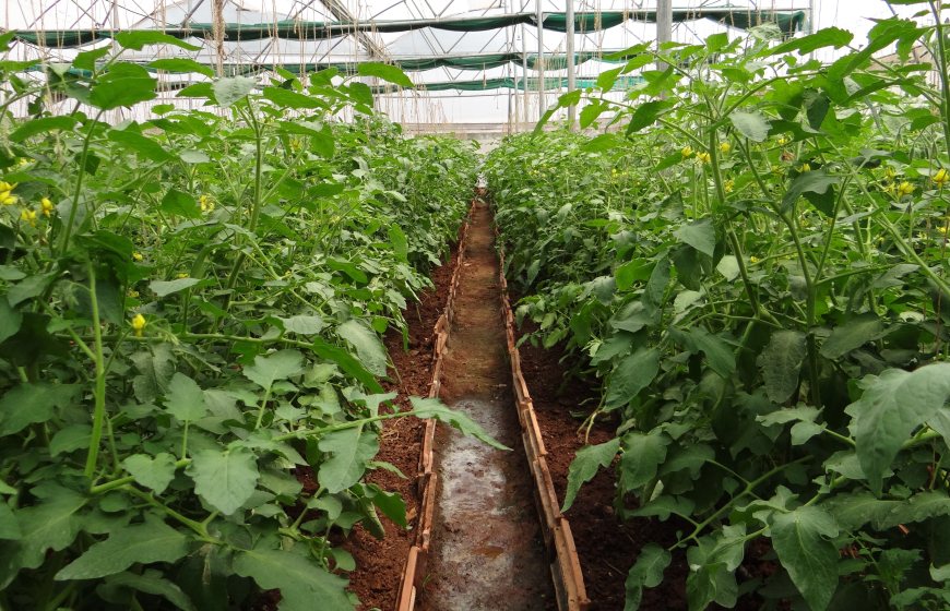 Food production in a greenhouse