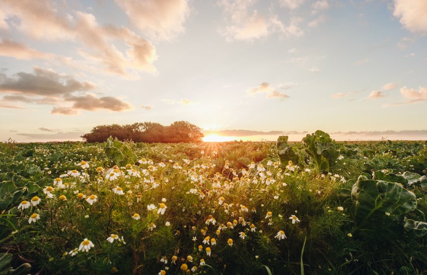 Photo of daisies in a park