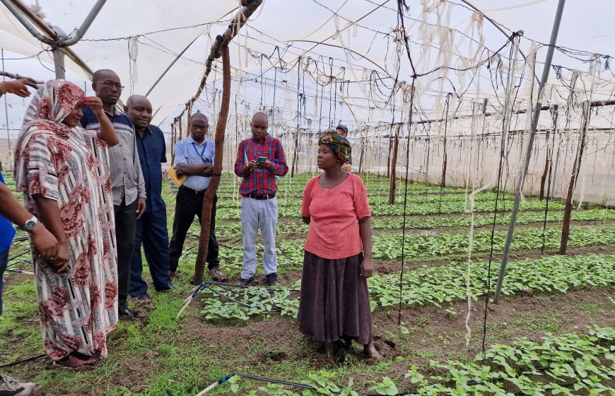 Saline-Agriculture-Kenya