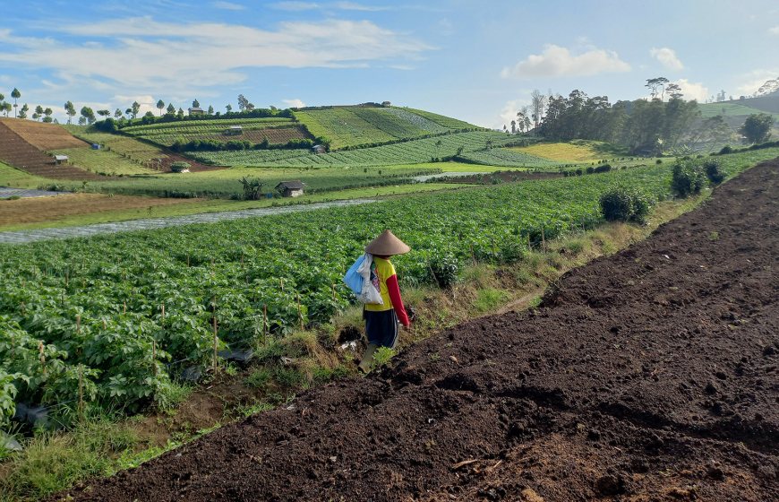 Image of a cultivated land in Kaliguwa, Indonesia.