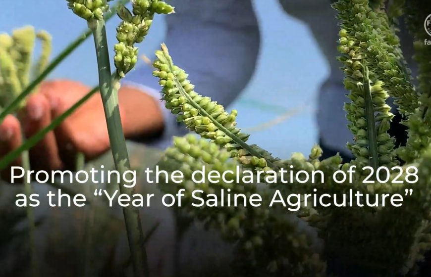 Promoting the declaration of 2028 as the 'UN year of Saline Agriculture'