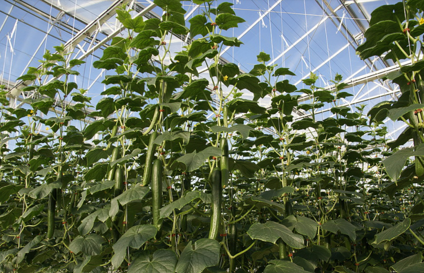 Cucumbers_in_greenhouse